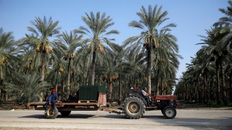 Workers ride a tractor at the dates plantation near the Israeli settlement of Naama in the occupied West Bank on September 11 2019