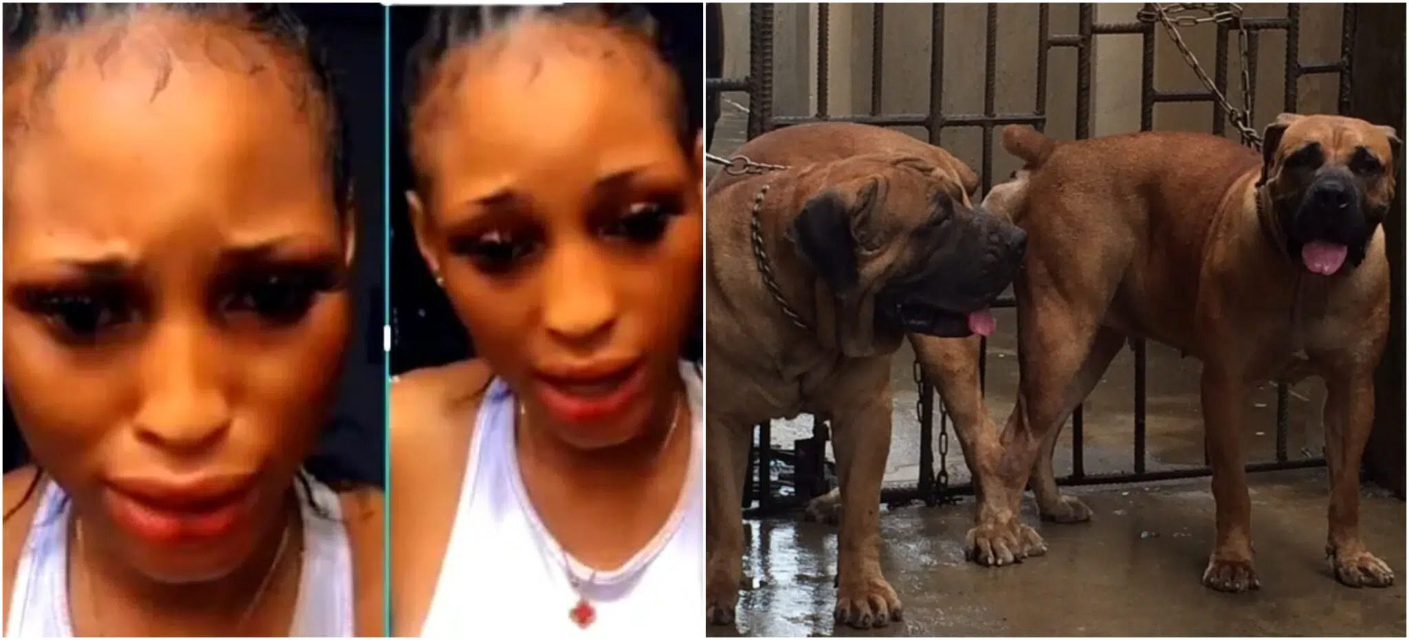 2048px x 931px - Sad As Girl Captured In Viral Dog-Sex Video Dies Leaving Lessons For Others  To Learn -By Sandra Ijeoma Okoye â€“ Opinion Nigeria