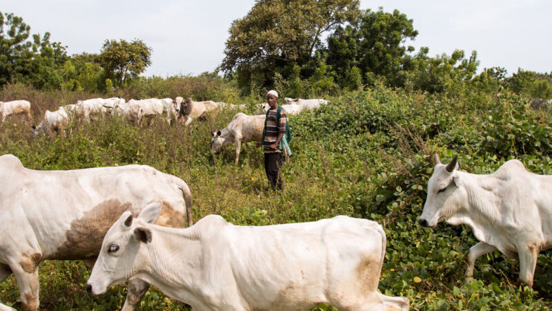 Fulani herdsmen - cow